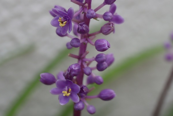 ヤブランの花のアップ写真