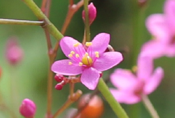 ハゼランの花のアップ写真