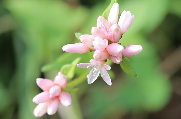ミゾソバ、ピンク一色の花と蕾