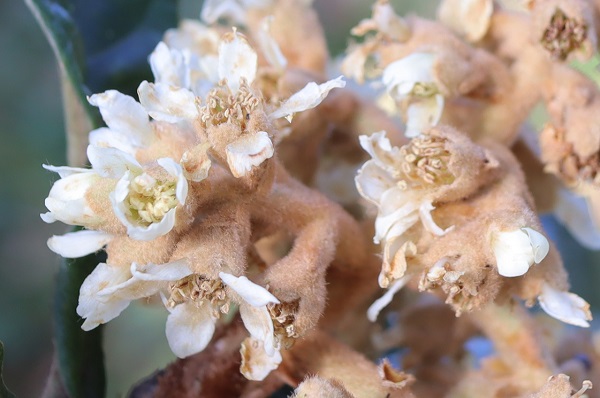 ビワの花のアップ写真