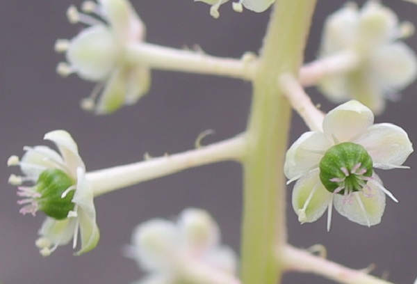 ヨウシュヤマゴボウ　花のアップ写真