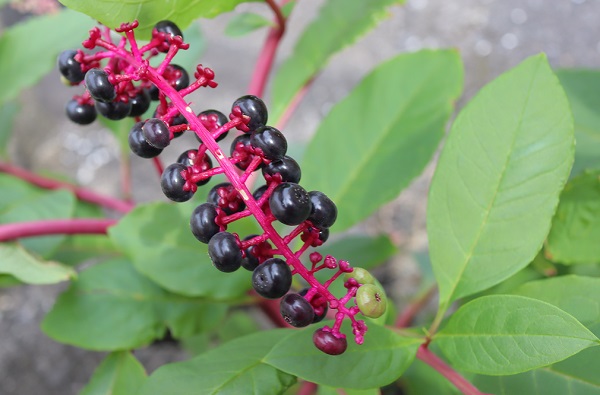 ヨウシュヤマゴボウ　黒紫色の果実の全体像
