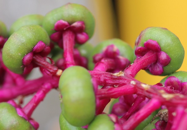 ヨウシュヤマゴボウの若い果実と茎、ガクのアップ写真