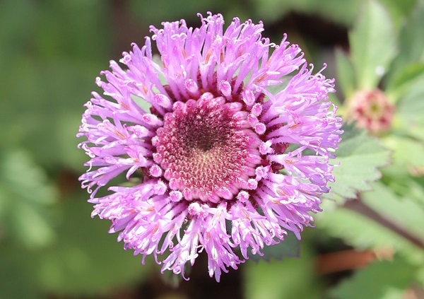 ムラサキルーシャンの花のアップ写真