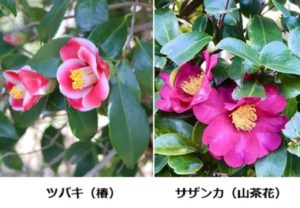 ツバキとサザンカの簡単な見分け方は、花の散り方の違い | 優しい雨