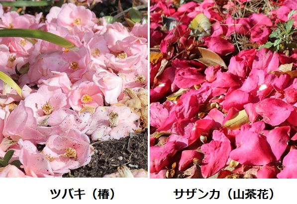 サザンカ（山茶花）はツバキ（椿）、散った花の比較写真