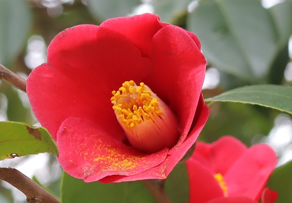 美しく咲くヤブツバキの花（アップ写真）