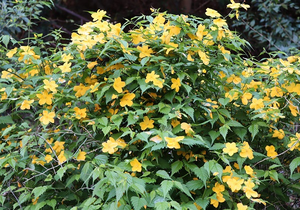 黄色い花を咲かせるヤマブキ（山吹）