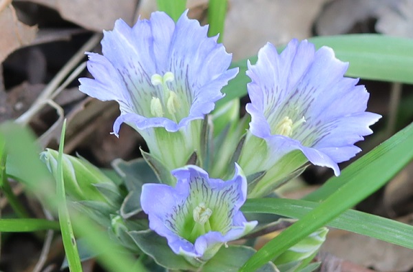 フデリンドウ（筆竜胆）の花のアップ写真