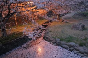 桜、散った花びらが水面を埋める様子