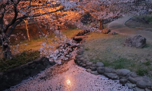 桜、散った花びらが水面を埋める様子