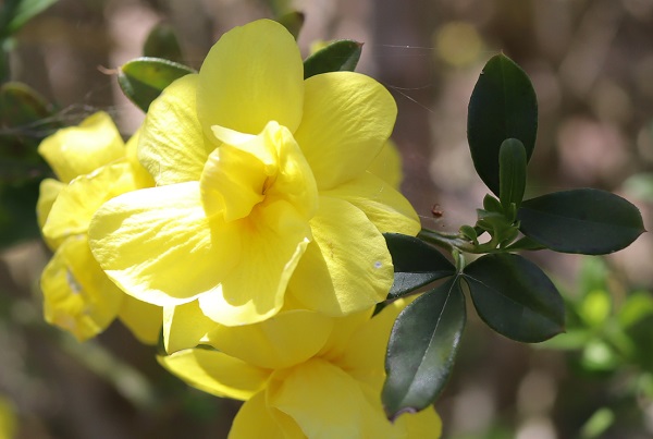 鮮やかな黄色の花を咲かせるウンナンオウバイ（雲南黄梅