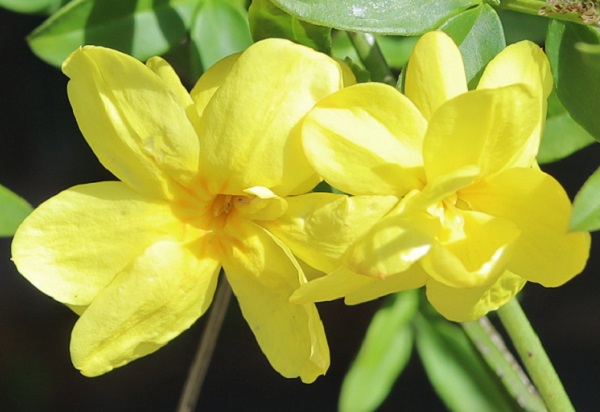 ウンナンオウバイの花のアップ写真