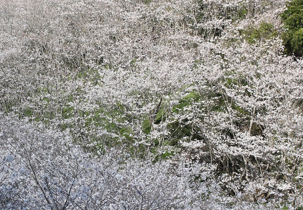 桜の花が一面に咲きつづいている様子