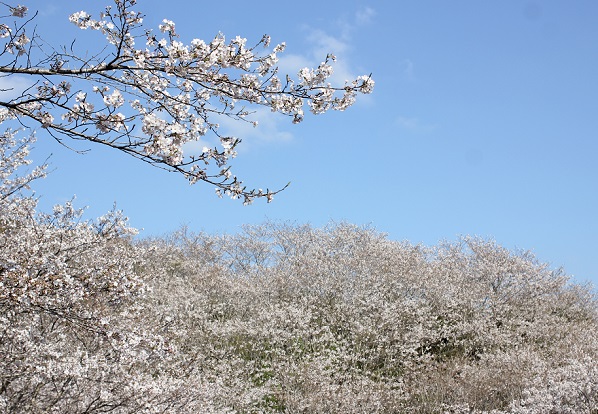 桜が満開の様子