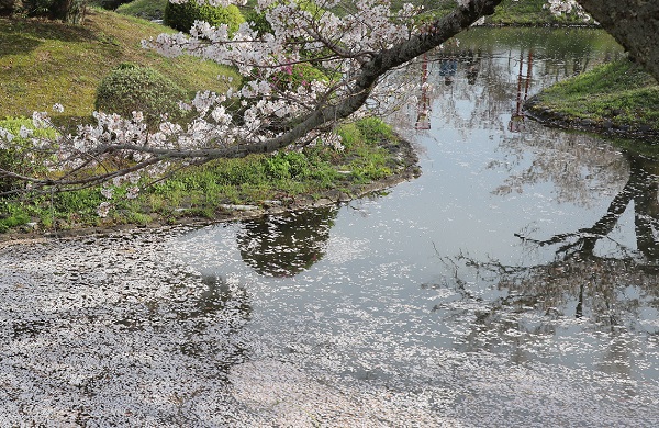 水辺に舞い散る桜