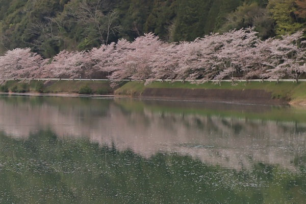 水辺に散る花びら、水面に映る桜