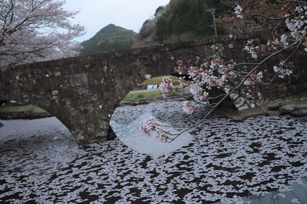 石橋と池に浮かぶ桜の花びら