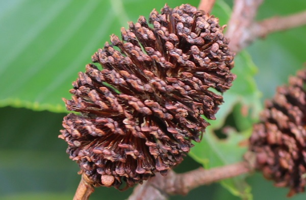 黒褐色の果鱗で覆われオオバヤシャブシの実