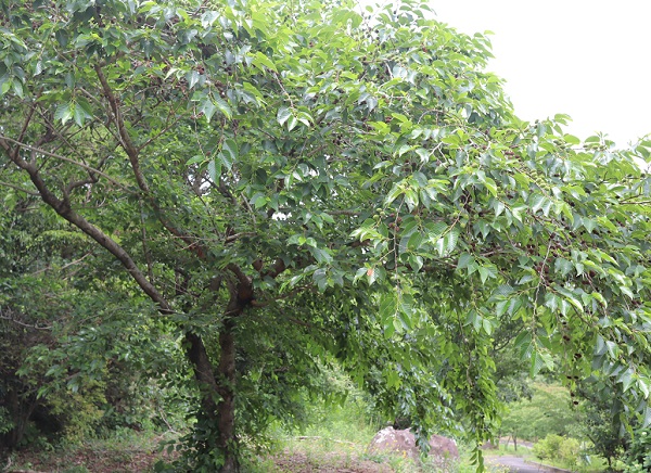 オオバヤシャブシの樹形