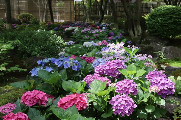 祐徳稲荷神社の紫陽花