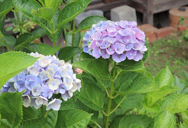 大山川内、窯元の店先でみかけた紫陽花