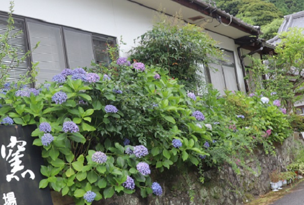 大山川内、小道でみかけた紫陽花