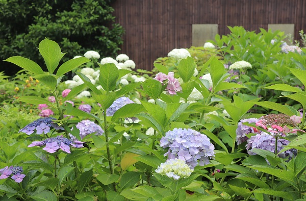 鍋島藩窯公園入口近くの紫陽花の様子