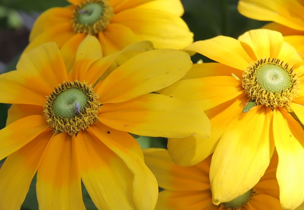 ルドベキア・プレリーサンの花
