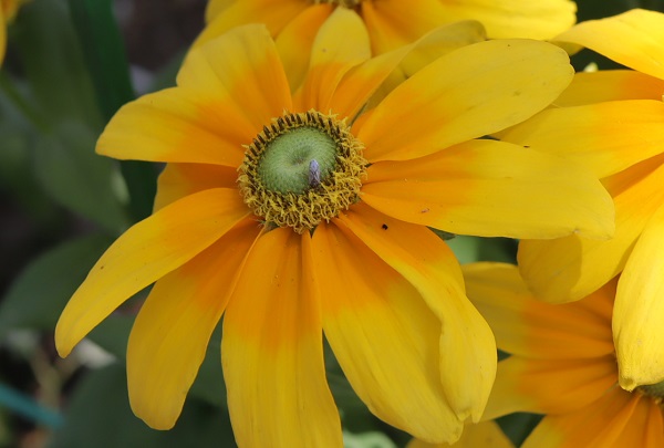 ルドベキア・プレリーサンの花