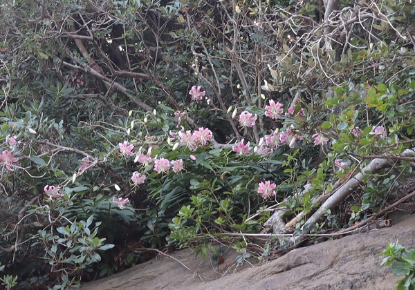 海岸近くの岸壁、傾斜地に咲くカノコユリ（鹿の子百合）の群生