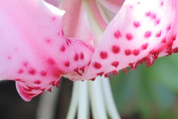 カノコユリの花、花弁のアップ写真