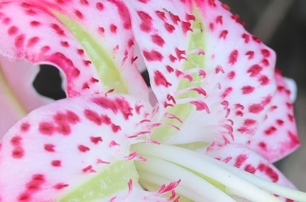 カノコユリの花のアップ写真、花弁の基部には長い突起