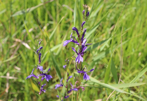 青紫色をした小花を多数咲かせる沢桔梗（サワギキョウ）
