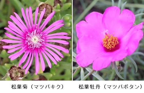 松葉菊（マツバキク）と松葉牡丹（マツバボタン）の花の比較