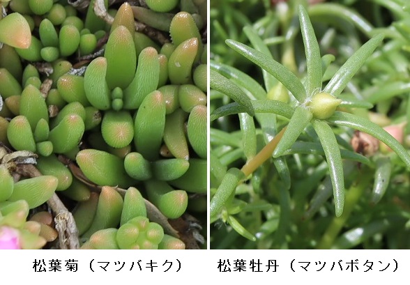 松葉菊（マツバキク）と松葉牡丹（マツバボタン）の葉の比較