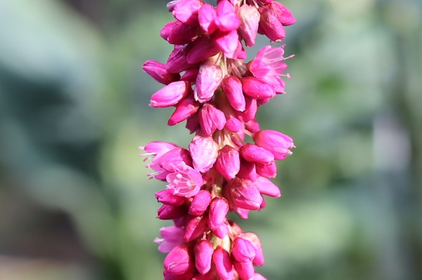 オオケタデ（大毛蓼）の花、アップ写真