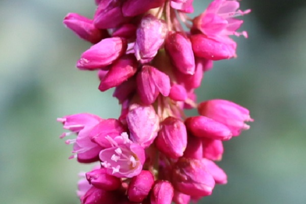 オオケタデ（大毛蓼）の花のアップ、雄しべや雌しべ