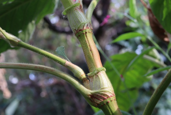 オオケタデ（大毛蓼）の茎、托葉鞘の様子