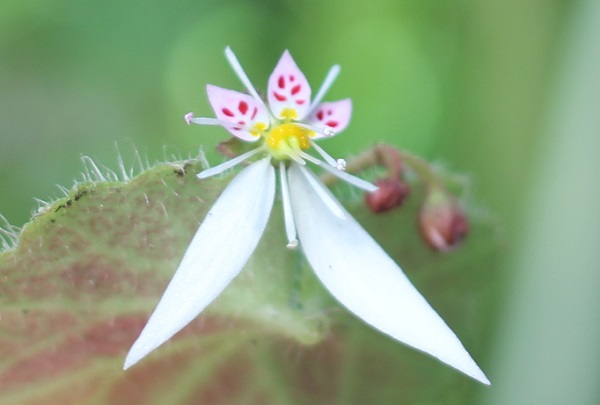 ユキノシタの花