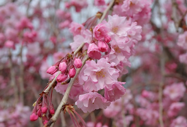 美しい枝垂れ桜